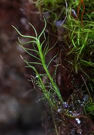 Attēlu rezultāti vaicājumam “Distichium capillaceum”