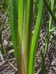 Attēlu rezultāti vaicājumam “Acorus calamus leaf”