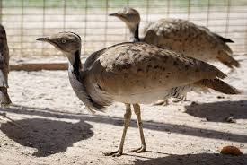 Image result for Chlamydotis macqueenii