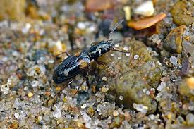 Attēlu rezultāti vaicājumam “Bembidion quadrimaculatum”