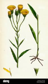 Attēlu rezultāti vaicājumam “Hieracium umbellatum”