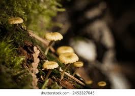 Attēlu rezultāti vaicājumam “Lichenomphalia umbellifera”