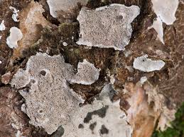 Attēlu rezultāti vaicājumam “Skeletocutis carneogrisea”