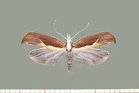 Attēlu rezultāti vaicājumam “Ypsolopha dentella”