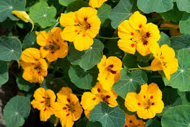 Image result for Tropaeolum minus
