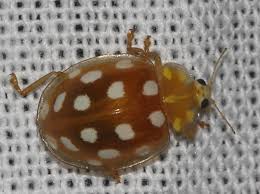 Attēlu rezultāti vaicājumam “Halyzia sedecimguttata”