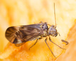 Attēlu rezultāti vaicājumam “Metylophorus nebulosus”