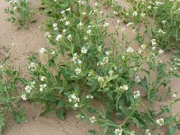 Attēlu rezultāti vaicājumam “Cakile maritima subsp. baltica leaf”