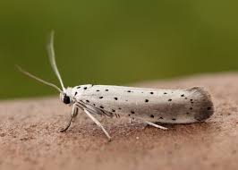 Attēlu rezultāti vaicājumam “Yponomeutidae”