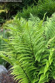 Attēlu rezultāti vaicājumam “Dryopteris”