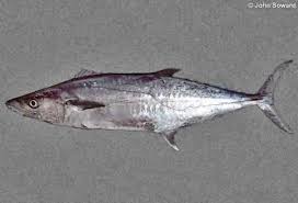Image result for Scomberomorus cavalla