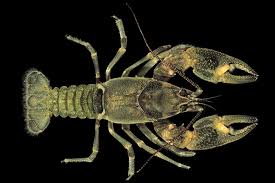 Attēlu rezultāti vaicājumam “Licea chelonoides macro”