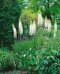 Image result for Steppenkerze