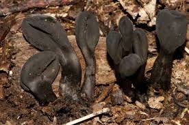 Attēlu rezultāti vaicājumam “Lycogala succineum”