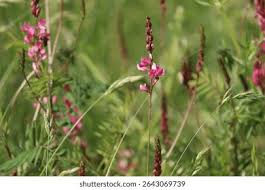 Attēlu rezultāti vaicājumam “Onobrychis arenaria bud”