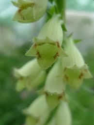 Image result for Digitalis lutea