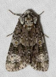 Attēlu rezultāti vaicājumam “Craniophora ligustri imago”