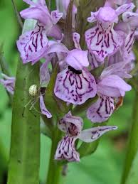 Attēlu rezultāti vaicājumam “Dactylorhiza maculata flower”