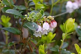 Attēlu rezultāti vaicājumam “Vaccinium vitis-idaea flower”