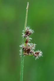 Attēlu rezultāti vaicājumam “Schoenoplectus lacustris subsp. lacustris”