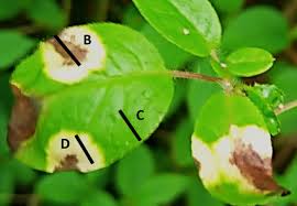 Attēlu rezultāti vaicājumam “Exobasidiales”