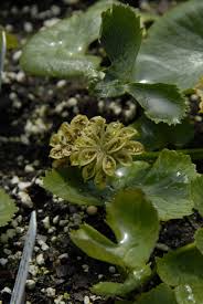 Attēlu rezultāti vaicājumam “Caltha palustris leaf”