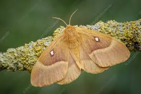 Attēlu rezultāti vaicājumam “Lasiocampa quercus imago”