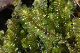 Attēlu rezultāti vaicājumam “Plagiochila porelloides sporophyte”