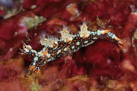 ผลการค้นหารูปภาพสำหรับ Bornella Anguilla