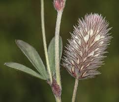 Attēlu rezultāti vaicājumam “Trifolium arvense”