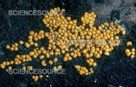 Attēlu rezultāti vaicājumam “Trichia scabra”