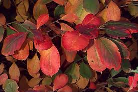 Attēlu rezultāti vaicājumam “Aronia melanocarpa leaf”