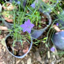 Attēlu rezultāti vaicājumam “Campanula rotundifolia”