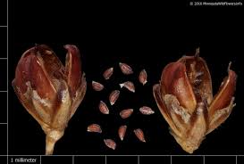 Attēlu rezultāti vaicājumam “Juncus gerardii bud”