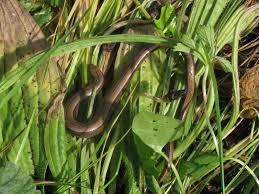 Attēlu rezultāti vaicājumam “Cystiphora sanguinea larva”