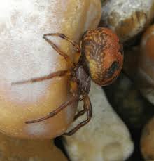 Attēlu rezultāti vaicājumam “Larinioides cornutus female”