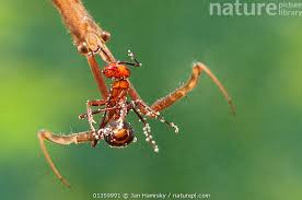 Attēlu rezultāti vaicājumam “Ranatra linearis”