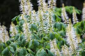 Attēlu rezultāti vaicājumam “Aesculus x hybrida bud”
