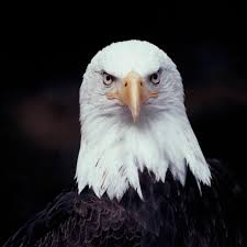 Image result for Bird