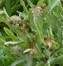 Attēlu rezultāti vaicājumam “Gnaphalium uliginosum leaf”