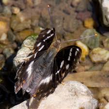 Attēlu rezultāti vaicājumam “Apatura ilia female”