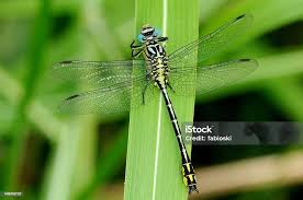 Attēlu rezultāti vaicājumam “Gomphus flavipes”