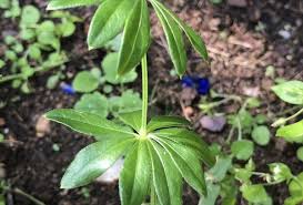 Attēlu rezultāti vaicājumam “Galium odoratum leaf”
