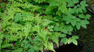 Attēlu rezultāti vaicājumam “Phegopteris connectilis”