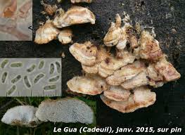 Attēlu rezultāti vaicājumam “Postia leucomallella”