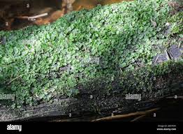 Attēlu rezultāti vaicājumam “Pellia epiphylla”