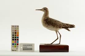 Attēlu rezultāti vaicājumam “Philomachus pugnax”