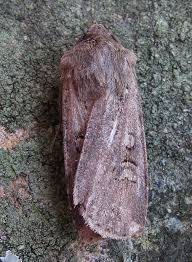 Attēlu rezultāti vaicājumam “Euxoa nigricans”