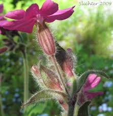 Attēlu rezultāti vaicājumam “Silene dioica leaf”