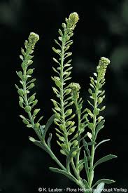 Attēlu rezultāti vaicājumam “Lepidium densiflorum”